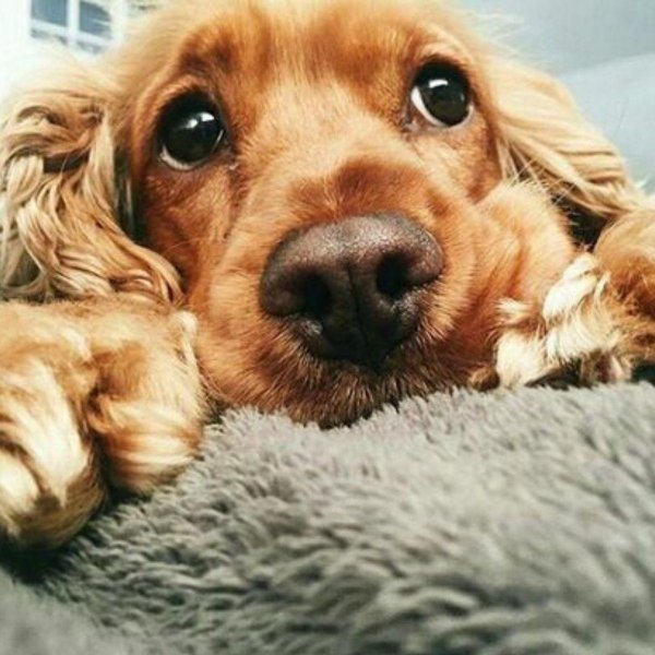 английский кокерспаниель