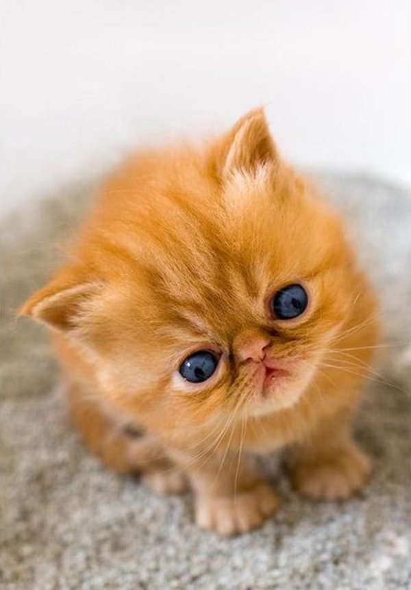 персидский экзот рыжий