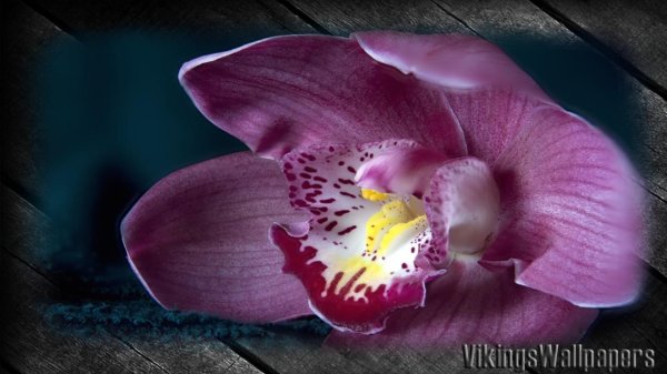 лепестки орхидеи