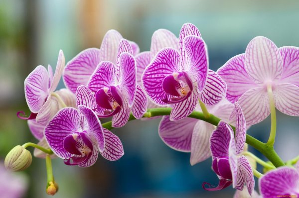 фаленопсис anthura leningrad