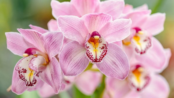 орхидеи розовые