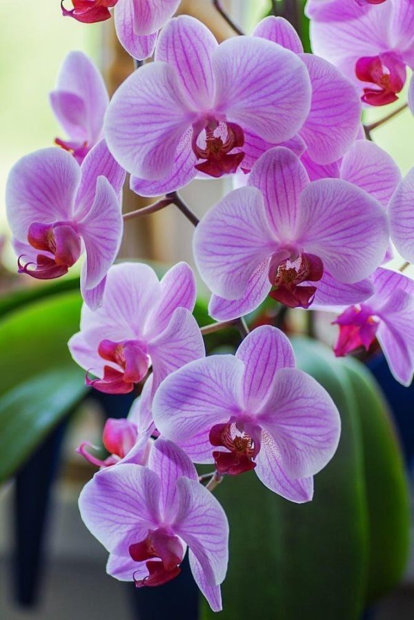 цветок орхидеи