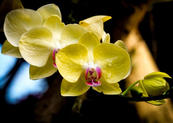 фаленопсис arletta yellow