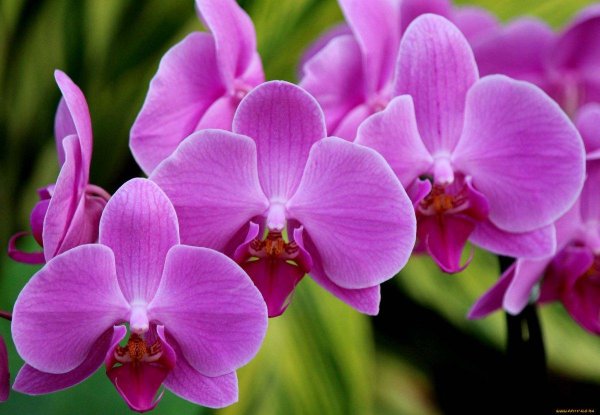орхидеи розовые