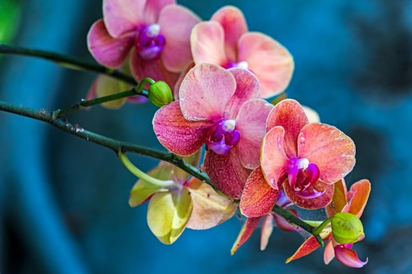 орхидея phalaenopsis