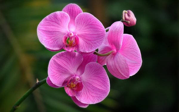 орхидеи orchid