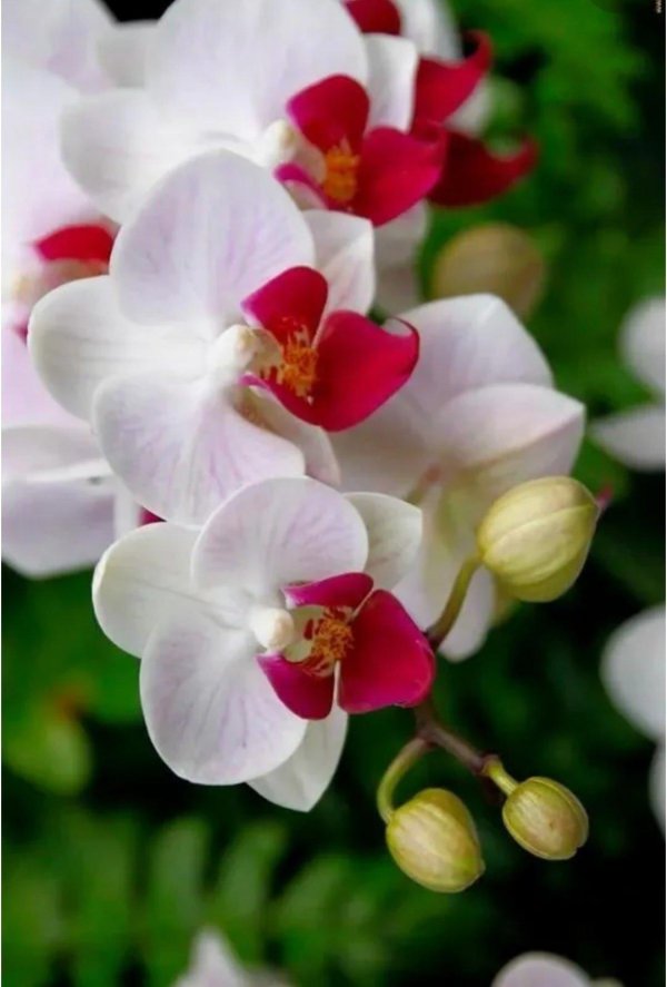 орхидея фаленопсис амабилис