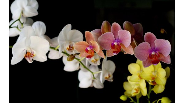 орхидея голден брик