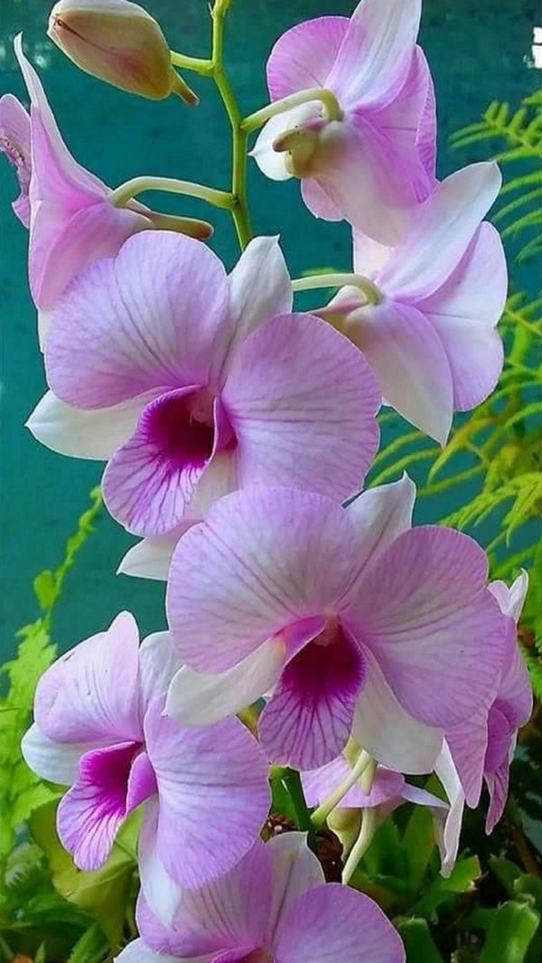 орхидеи дендробиум