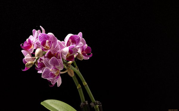 орхидеи цветы