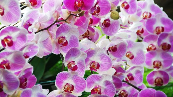 фаленопсис santa rosa