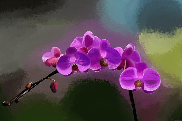 орхидея фаленопсис фиолетовая