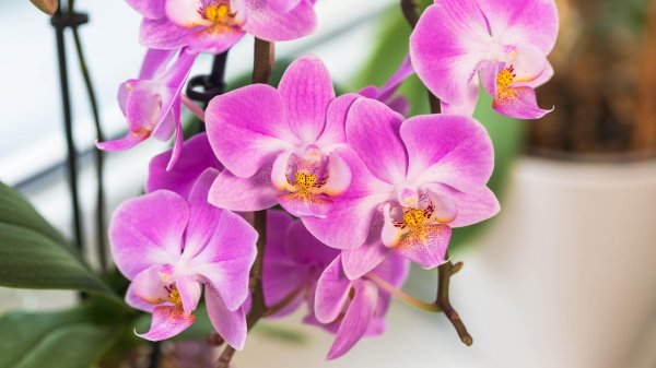 phalaenopsis orchid