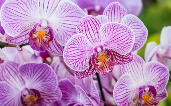 орхидея phalaenopsis