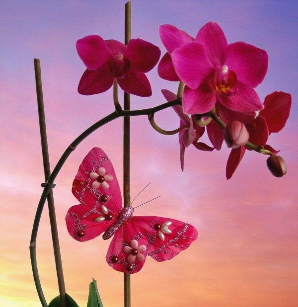 орхидеи бабочки