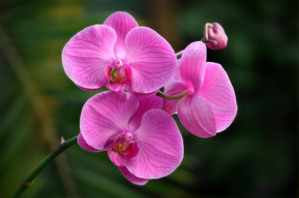 орхидеи orchid