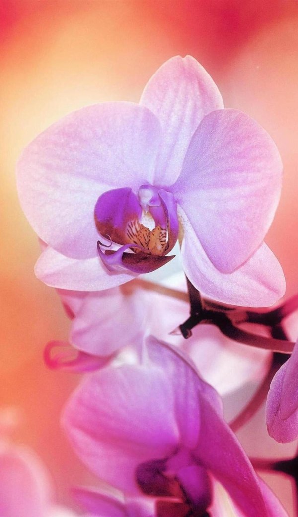 орхидеи розовые