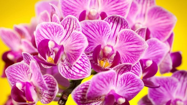 орхидея пинк петалс