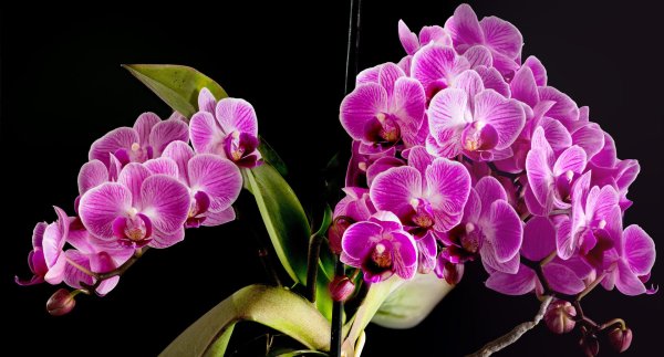 орхидея phalaenopsis mukalla