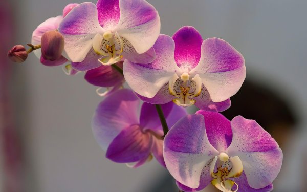 фаленопсис королевский