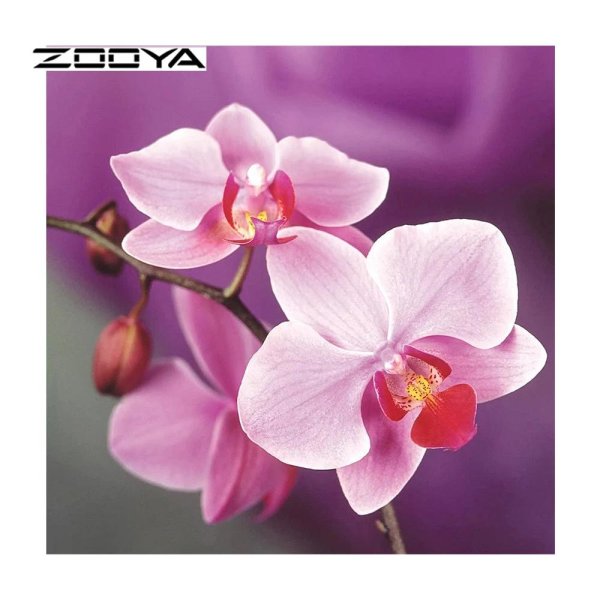 розовые орхидеи