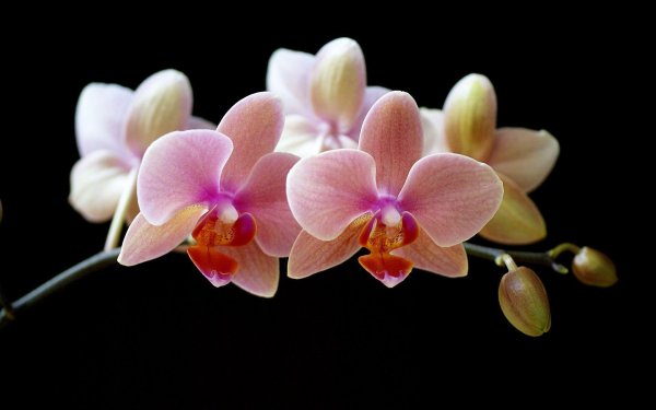 орхидея phalaenopsis