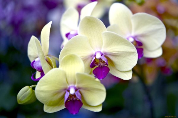 цветение орхидеи