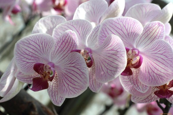 орхидея phalaenopsis