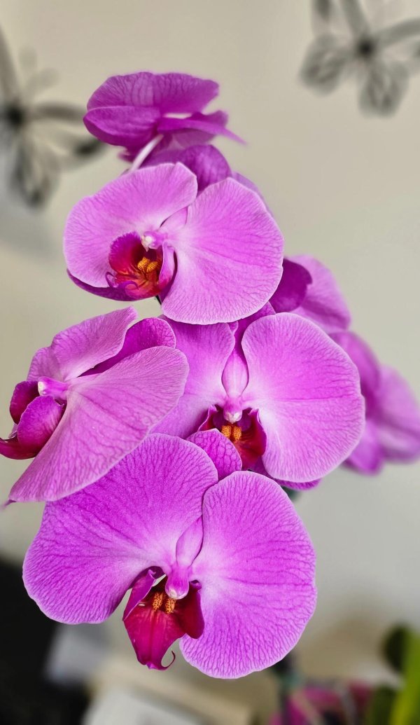 орхидея phalaenopsis