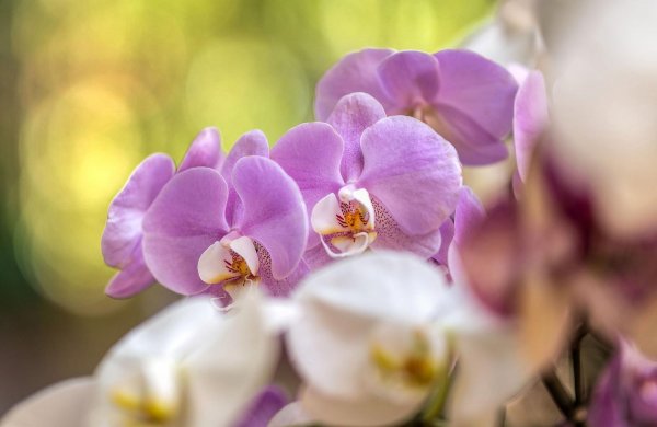 сиреневая орхидея фаленопсис