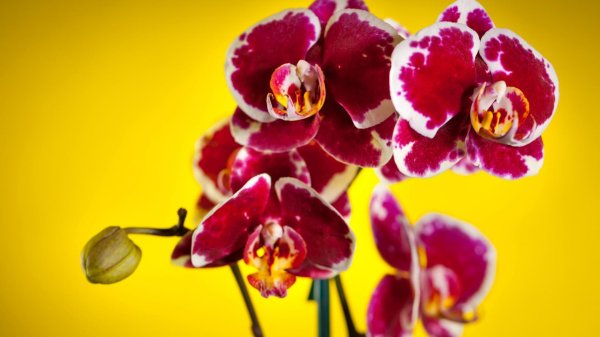 орхидея tunis