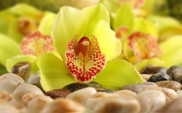 орхидея reflection