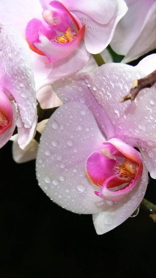 орхидея буэнос айрес