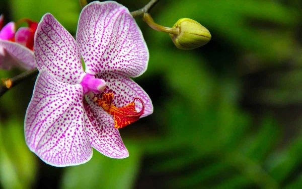 фаленопсис wild bush