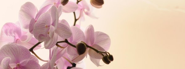 розовая орхидея