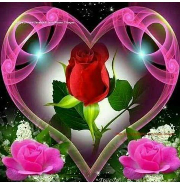 роза красивая