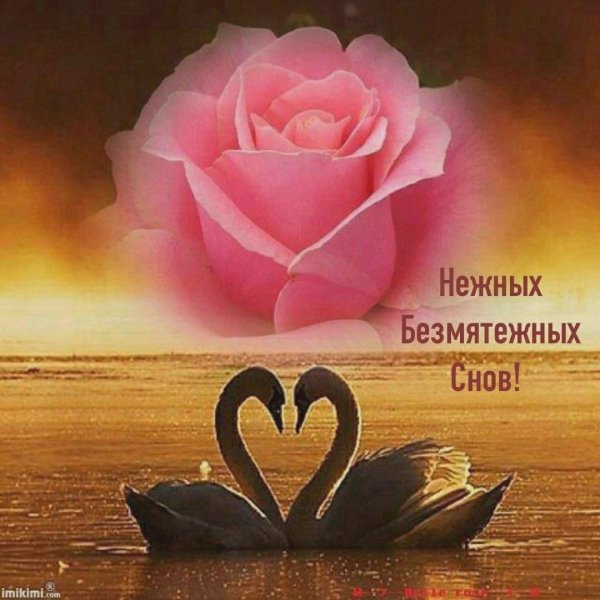 любовь лебедей