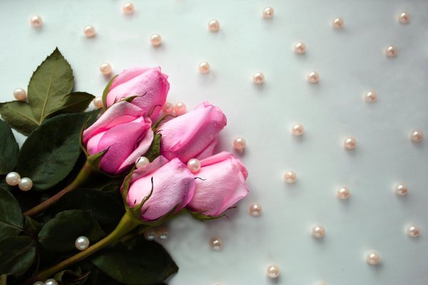 розовая роза