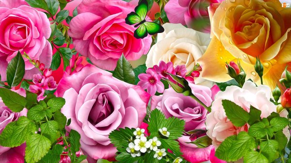 роза открытка