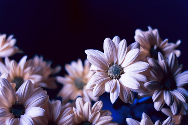 красивые цветочки