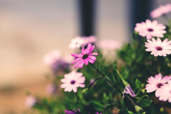 цветок остеоспермум