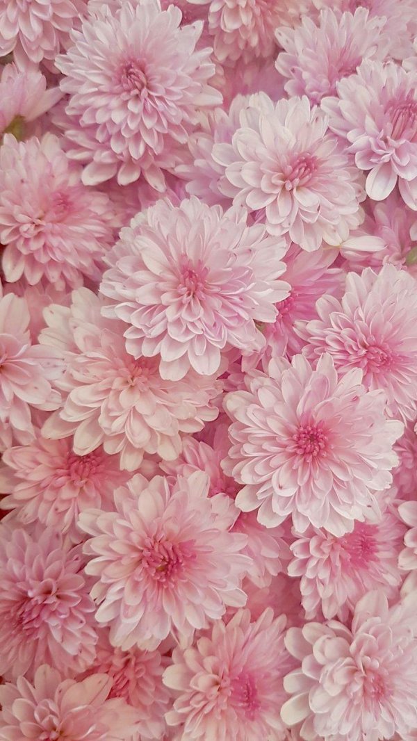 хризантемы большие