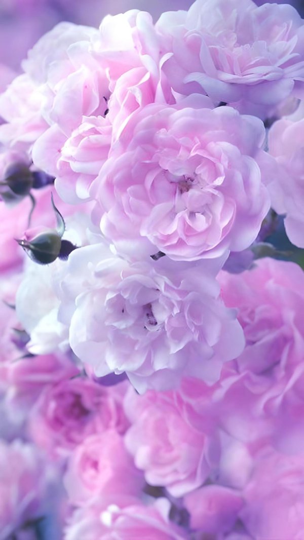 цветочные фоны