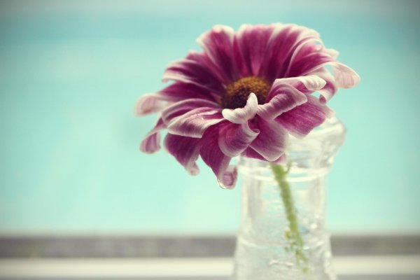 цветок макро