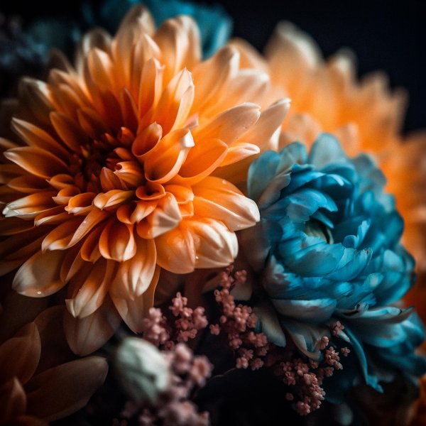 хризантемы цветные