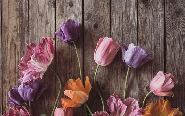 фиолетовые тюльпаны