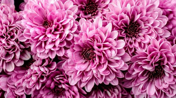 софтон хризантема куст