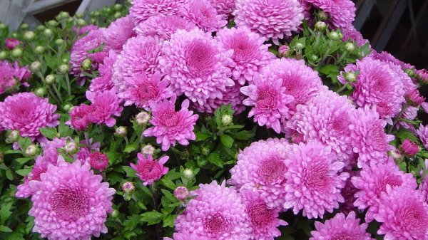 хризантема мультифлора арес