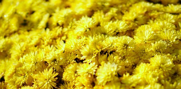 yellow chrysanthemum