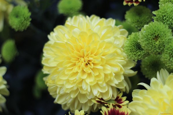 хризантема густав одноголовая